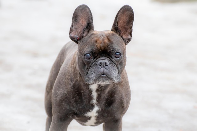 How to Train Your Dog Without Punishment Techniques