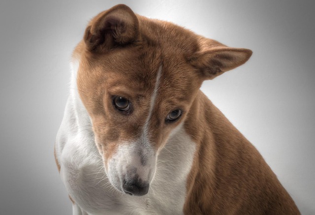 Is It Too Late to Teach a Dog Recall? Training Older Dogs Effectively