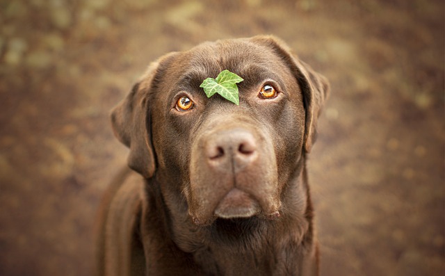 Do Dogs Need Conditioner or Just Shampoo? Benefits & Usage Tips