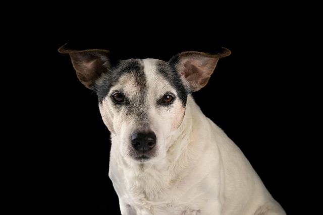 How Do Dogs Get Ear Infections? Causes, Symptoms & Prevention