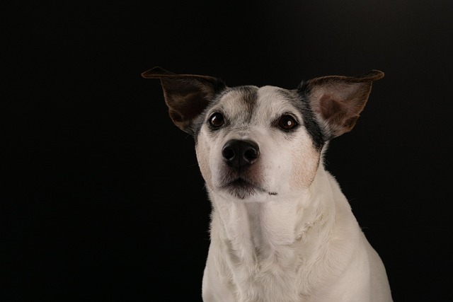 Training a Dog Not to Bark When Left Alone: Effective Techniques