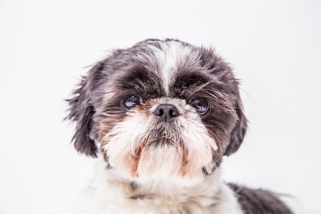 How Can I Help My Dog Socialize? Effective Gradual Techniques