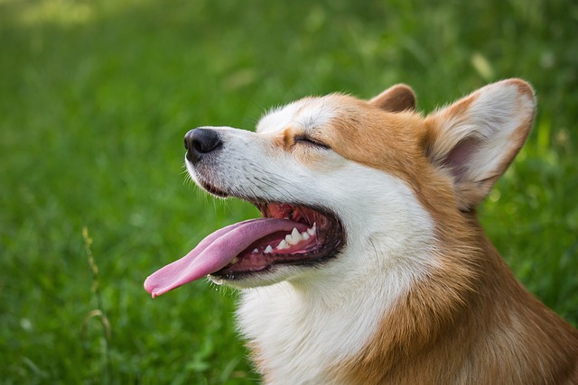 When Can Puppies Start Heartworm Prevention? Safe Guidelines for Owners
