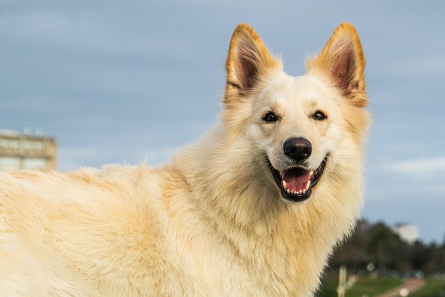 How Much Water Should a Puppy Drink a Day? Essential Hydration Tips