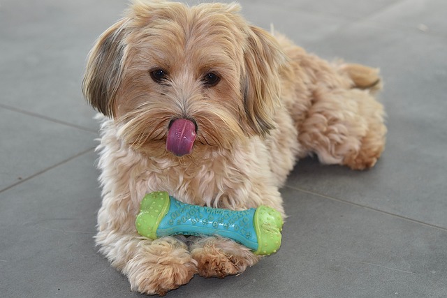 How Do I Get My Dog to Stop Shedding? Effective Tips & Solutions
