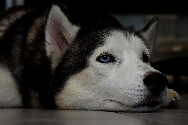 Should I Top My Dog's Food? Benefits, Risks & Safe Tips