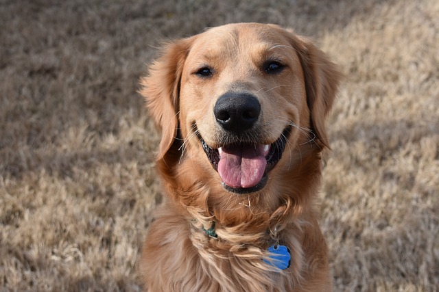 Should You Take Your Dog’s Harness Off at Night? Pros and Cons