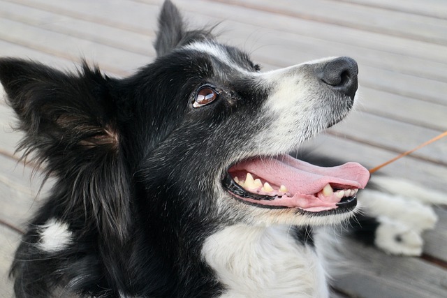 How to Positively Reinforce a Dog Training Leash Pulling Effectively
