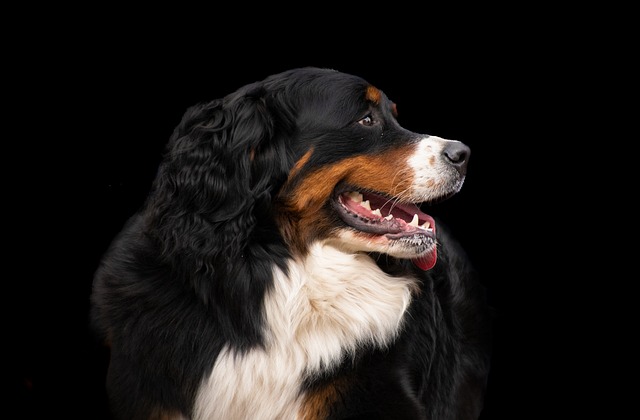 How Many Cups of Water Should a Dog Drink in 24 Hours?
