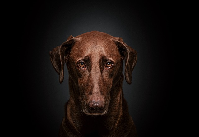 What Can I Give My Dog to Help with Joint Health? Effective Solutions