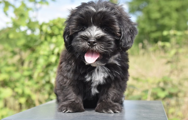 How Often Do Yorkies Need to Be Trimmed? Customized Grooming Tips