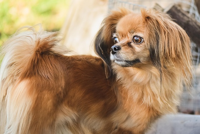 How Often Should I Worm My Puppy? Essential Deworming Schedule Guide
