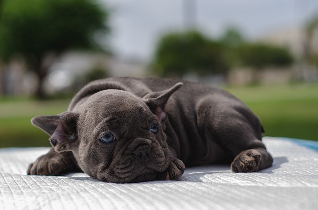 How Long Does It Take for a Dog to Stop Overheating? Key Recovery Insights