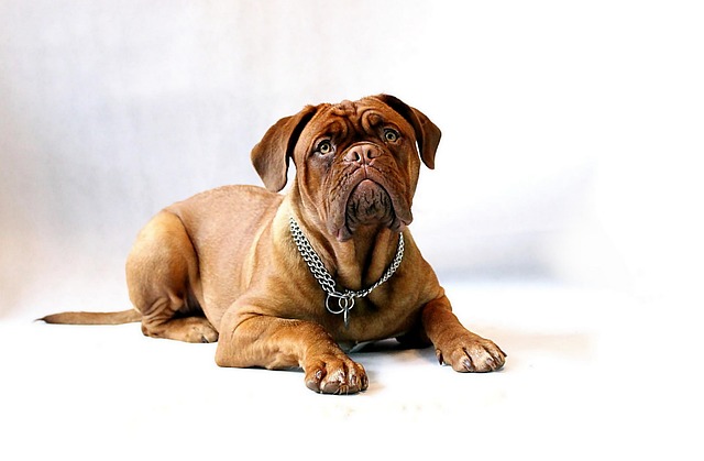 Which Month Do Dogs Shed the Most? Regional Shedding Patterns Explained