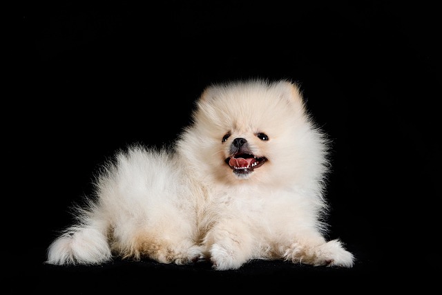 How Do I Stop My Dog from Getting Ear Infections? Effective Tips