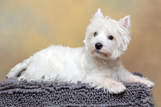 How Do I Stop a Dog From Attacking My Dog? Effective Prevention Tips