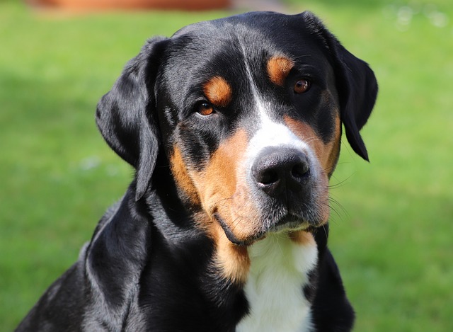 How to Groom a Dog with Just Scissors Safely and Effectively