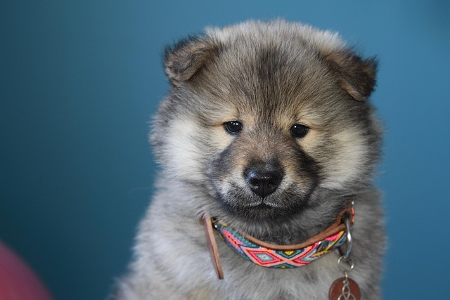 Which Dog Breed Is Easiest to Potty Train? Top Small Breeds Revealed