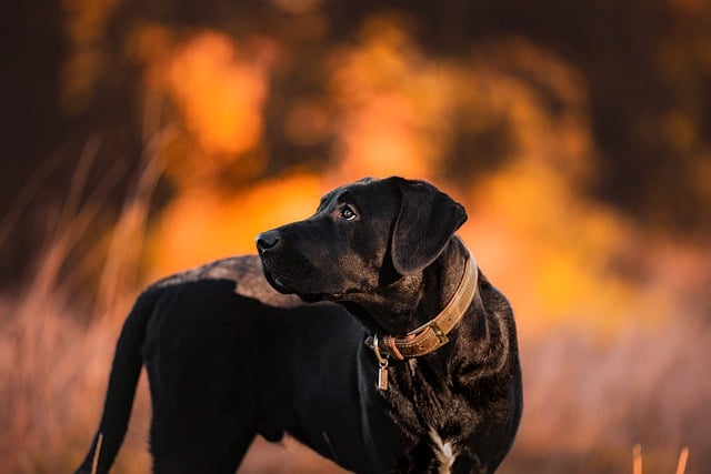 What Causes Heart Disease in Dogs? Environmental and Lifestyle Factors