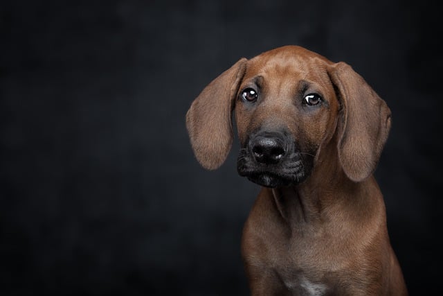 How to Stop a Dog from Being Reactive to Other Dogs on Walks