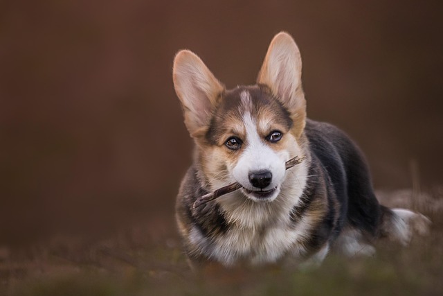 How to Stop a Beagle from Pulling on a Leash: Effective Training Tips