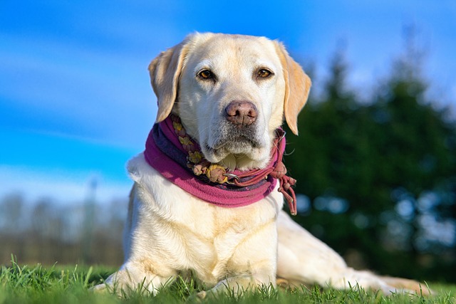 How to Stop Diarrhea in Dogs Fast: Immediate Relief and Safe Remedies
