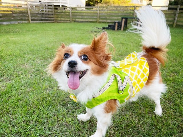 How Long Is Gastroenteritis Contagious in Dogs? Key Facts