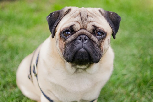 What Can I Put on My Dog After a Bath to Smell Good Safely?