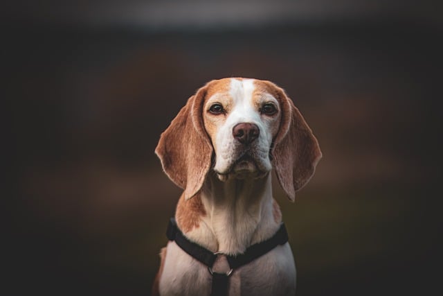 Is It Better to Train a Dog with a Collar or Harness?