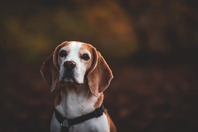 What Is Considered Excessive Water Drinking for a Dog? Signs and Risks