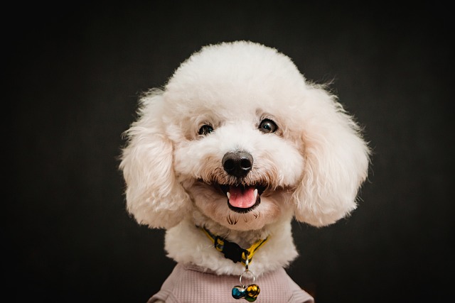 What is the Most Effective Type of Dog Training?