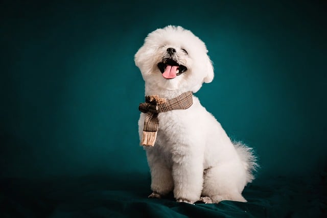 What Age Are Most Dogs Fully Potty Trained? Key Insights