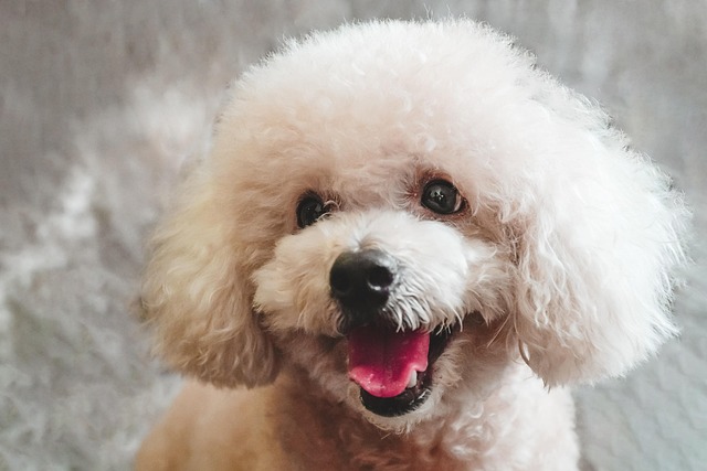 How to Treat a Dog's Eye Injury at Home Safely and Effectively