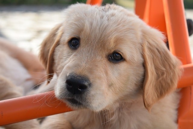 What Is the First Command I Should Teach My Puppy? The Essential Come