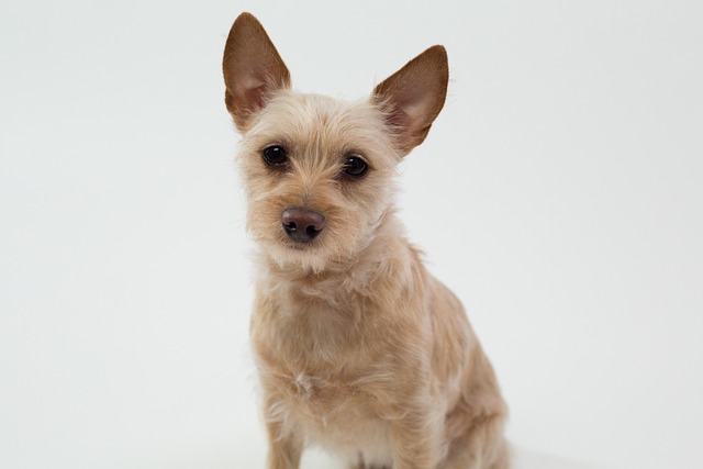 How to Lower Creatinine Levels in Dogs Naturally: Effective Tips