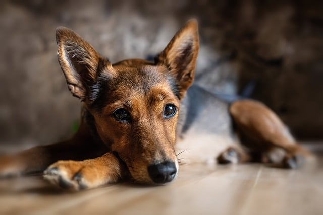 Dog Aggression Training at Home: Safe and Tailored Methods