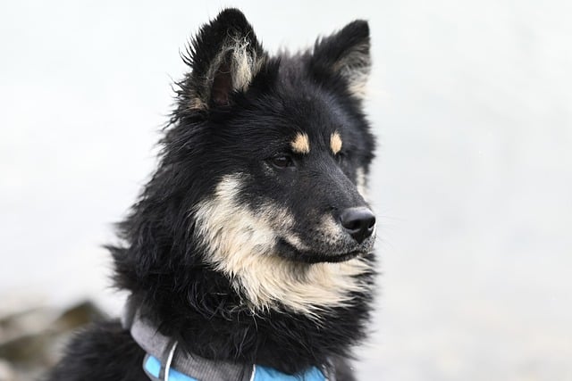What Can I Spray on My Dog to Stop Scratching Safely?