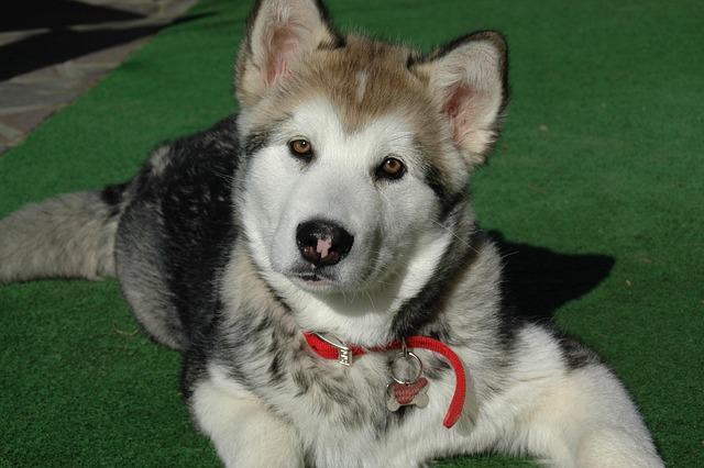 How Are You Supposed to Clean Your Dog's Ears Safely?