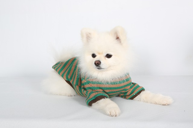 What to Do with a Dog That Won't Listen: Effective Training Tips