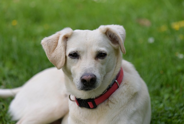 What Are the 7 Most Important Dog Commands for Training Success