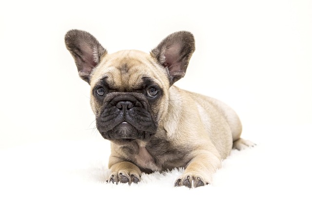 What Time Should Your Dog Stop Drinking Water for Better Sleep?