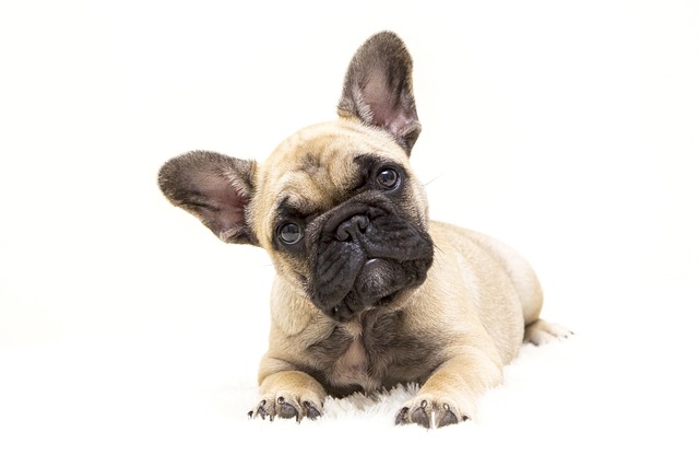 What Command to Use to Stop Your Dog from Barking?