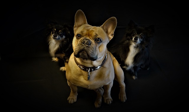 What Noise Will Stop Dogs from Barking? Effective Calming Sounds