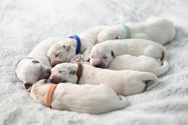 What Should Be the First Thing You Teach a Puppy? Name Training Essentials