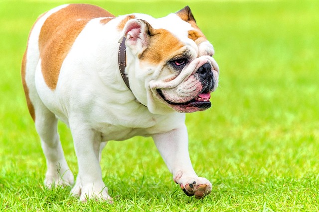 What Is the Best Training for an Aggressive Dog? Empathy-Based Methods