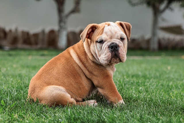 Effective Solutions to Curb Excessive Dog Barking