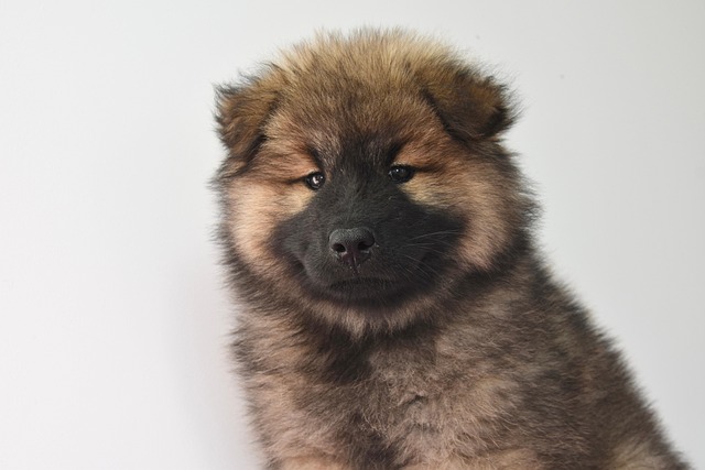 What Is the Hardest Dog to Toilet Train? Tips for Stubborn Breeds