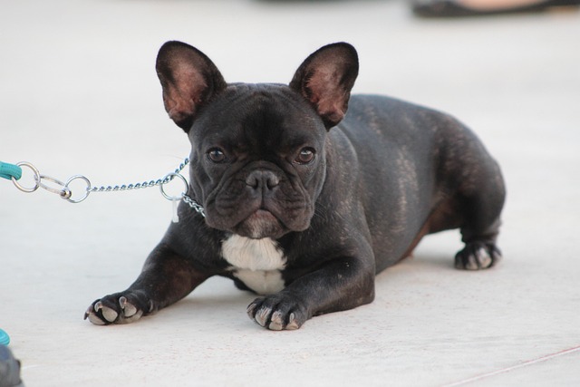 Should I Spray My Dog With Water When It’s Hot? Safe Cooling Tips