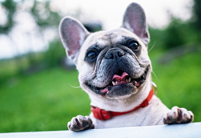 How Long Does It Take to Train a Dog to Leave It? Effective Tips