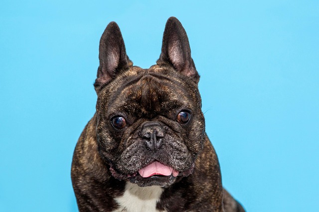 How Do I Calm My Dog Down to Cut Nails? Effective Tips